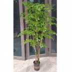 cây nam thiên trúc giả KT 150cm thân gỗ